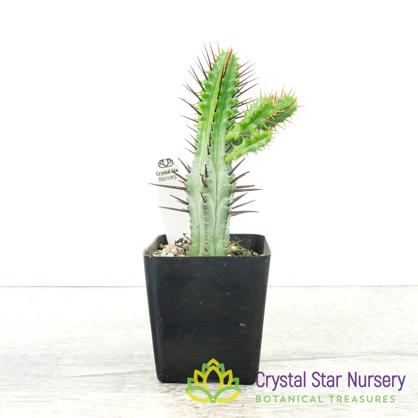 Euphorbia enopla