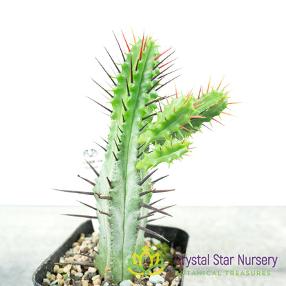 Euphorbia enopla