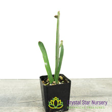 Euphorbia enterophora