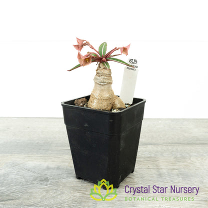 Euphorbia labatii