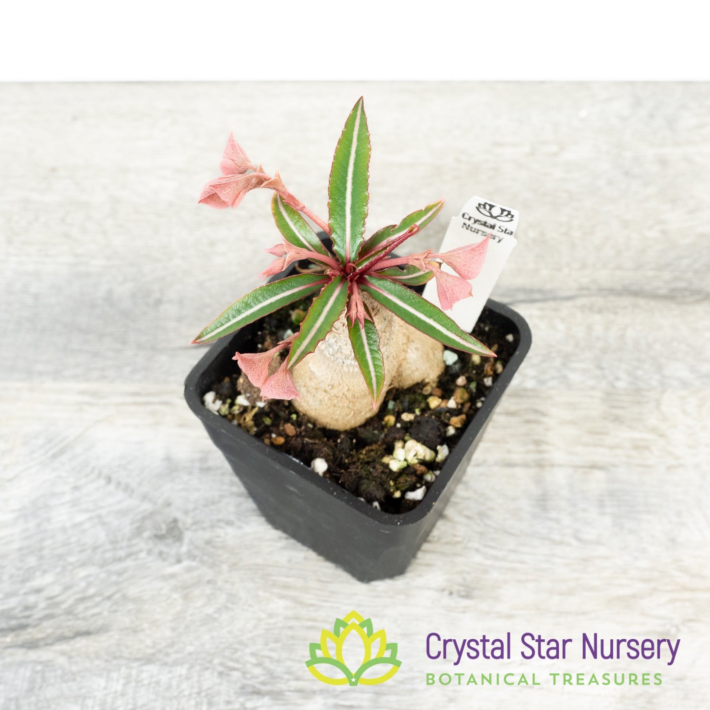 Euphorbia labatii