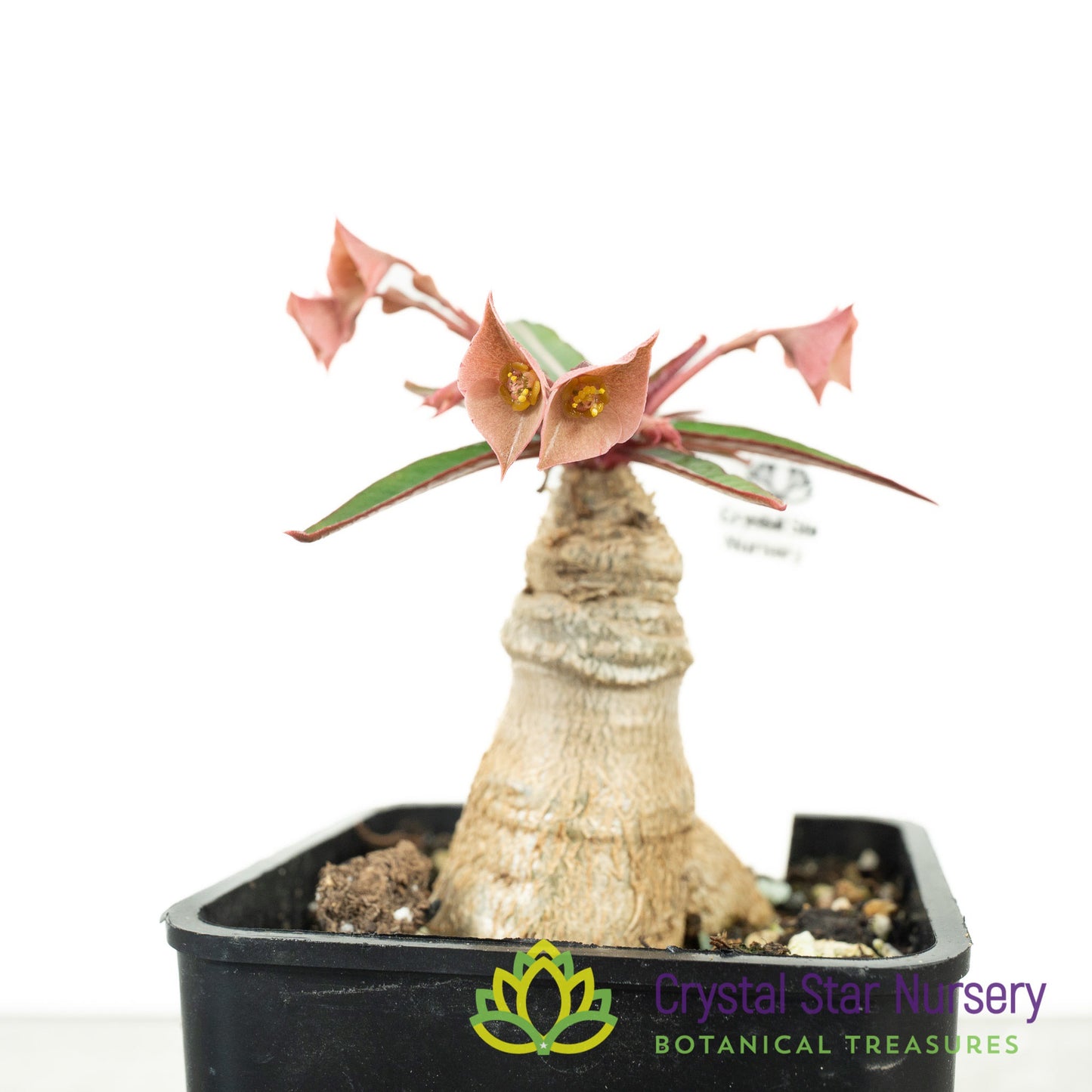 Euphorbia labatii
