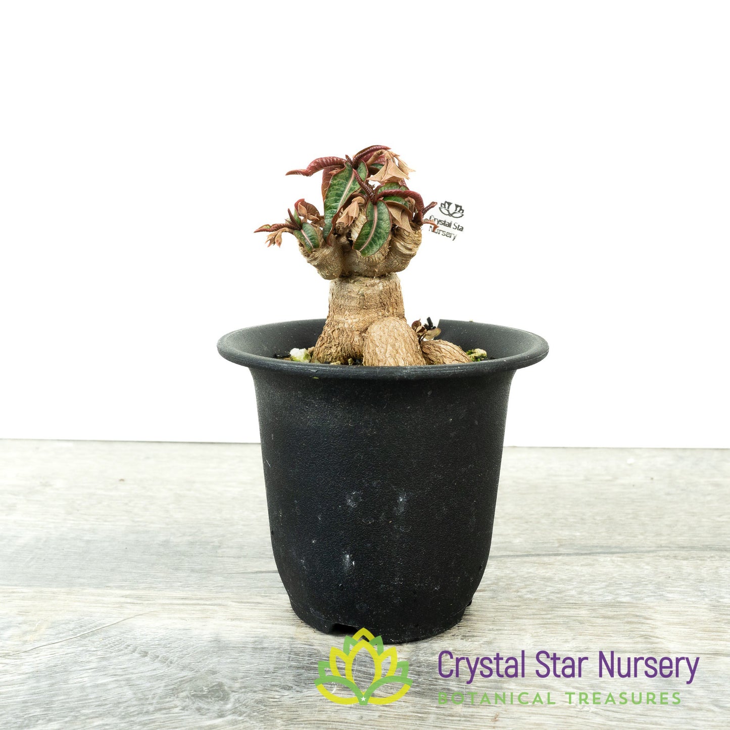 Euphorbia labatii x cremersii