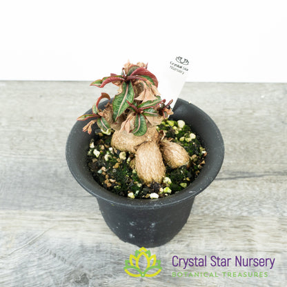 Euphorbia labatii x cremersii