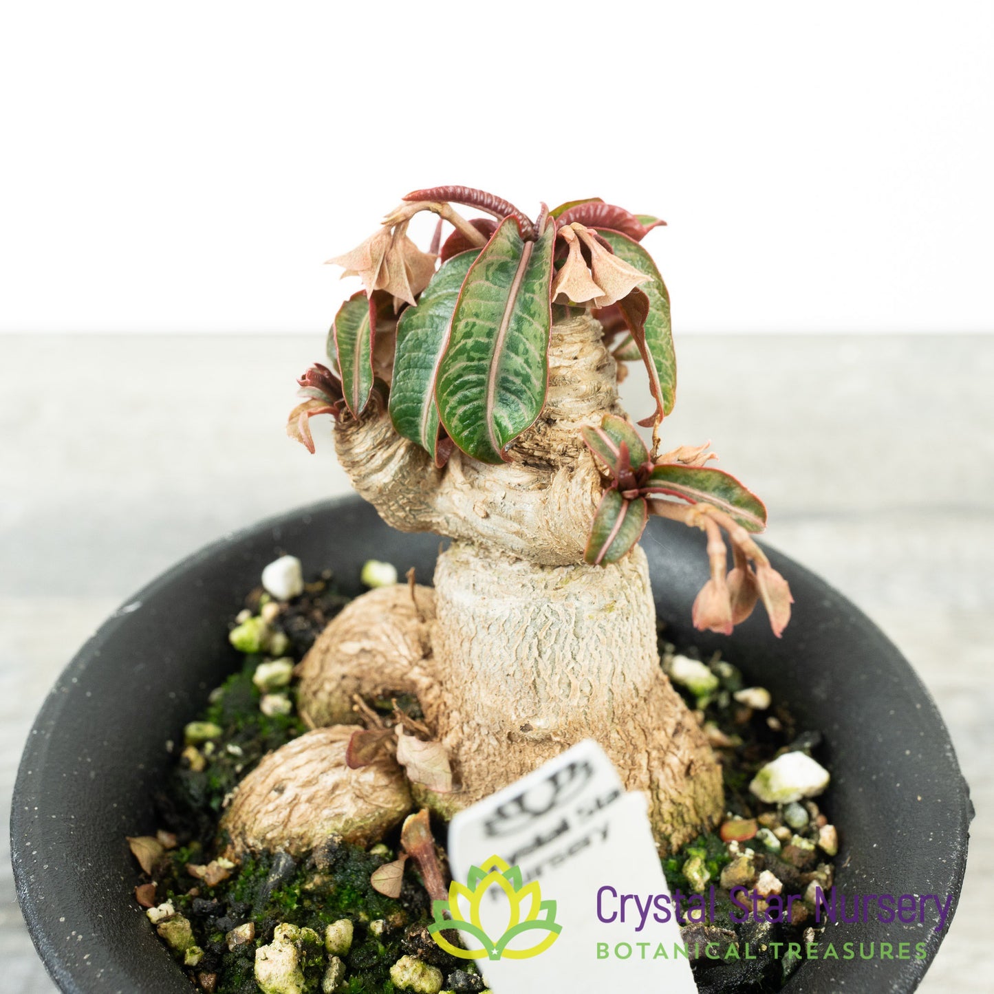 Euphorbia labatii x cremersii