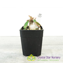Euphorbia moratii