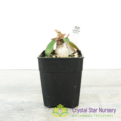 Euphorbia moratii
