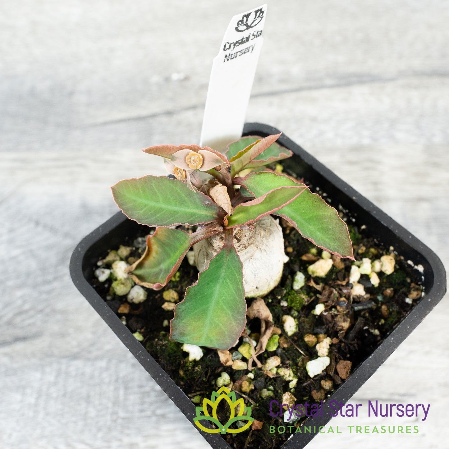 Euphorbia moratii