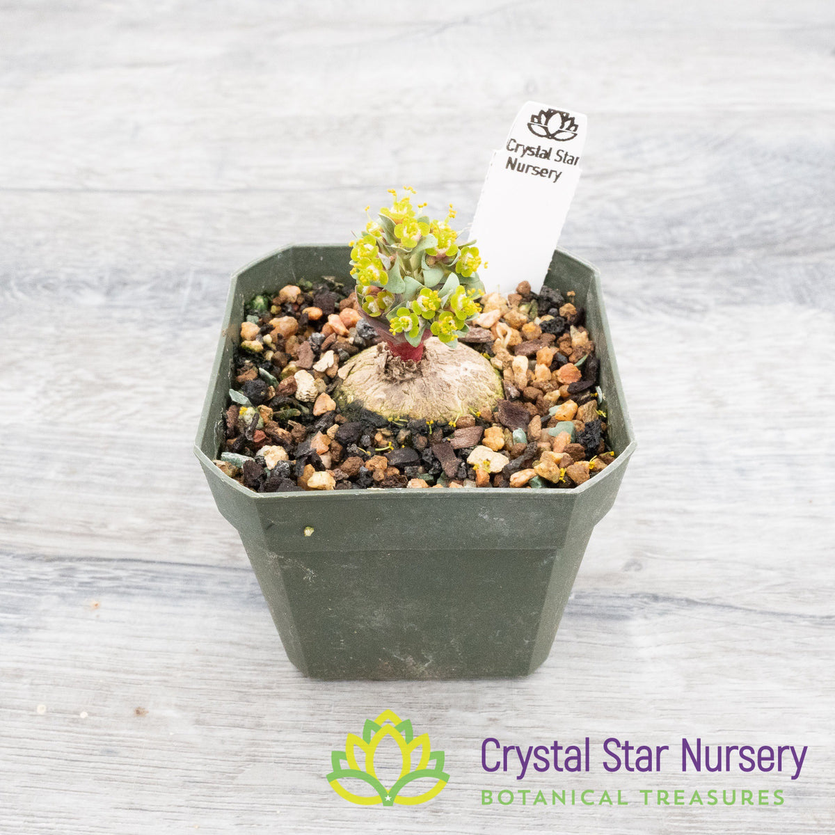 Euphorbia pekinensis Rupr.