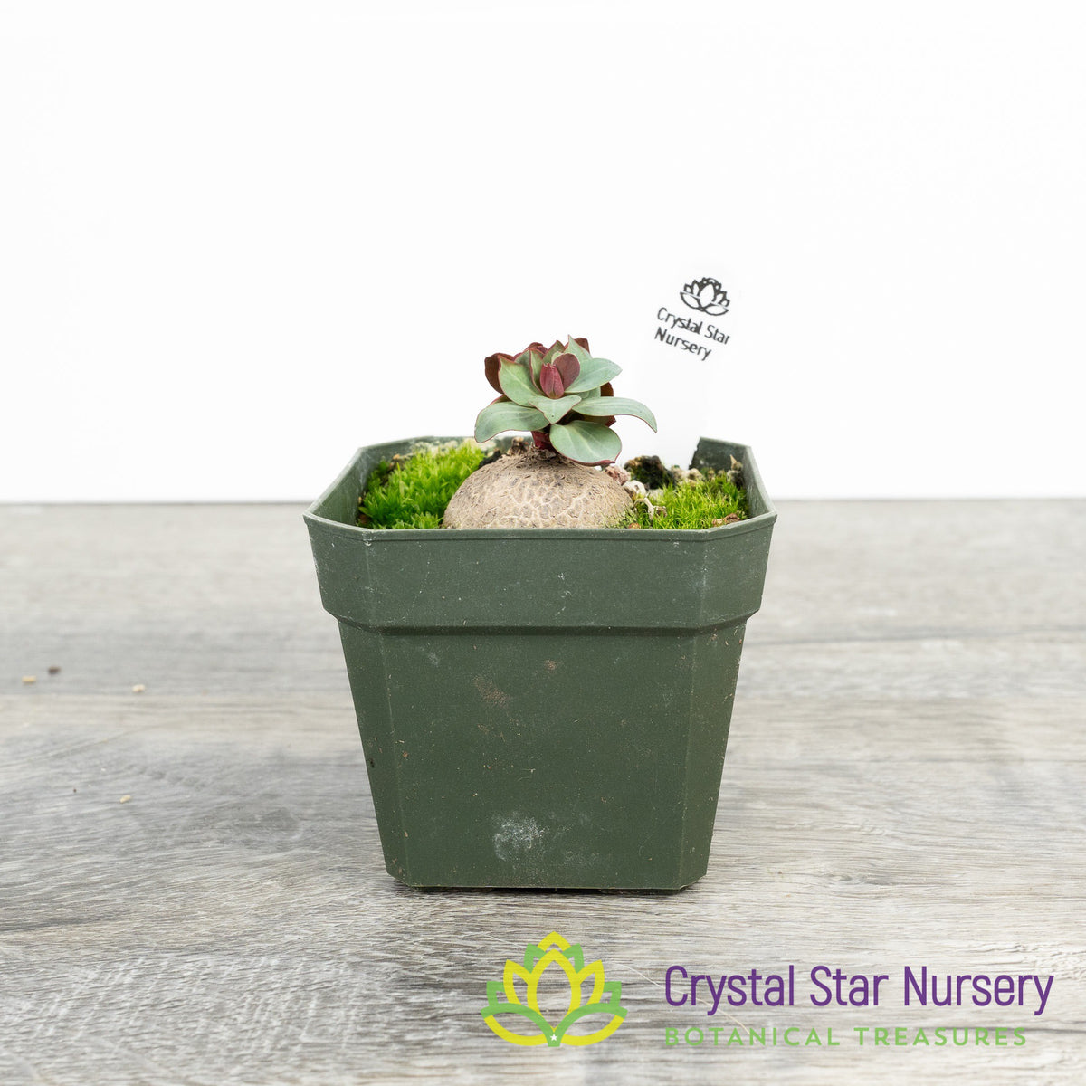Euphorbia pekinensis Rupr.