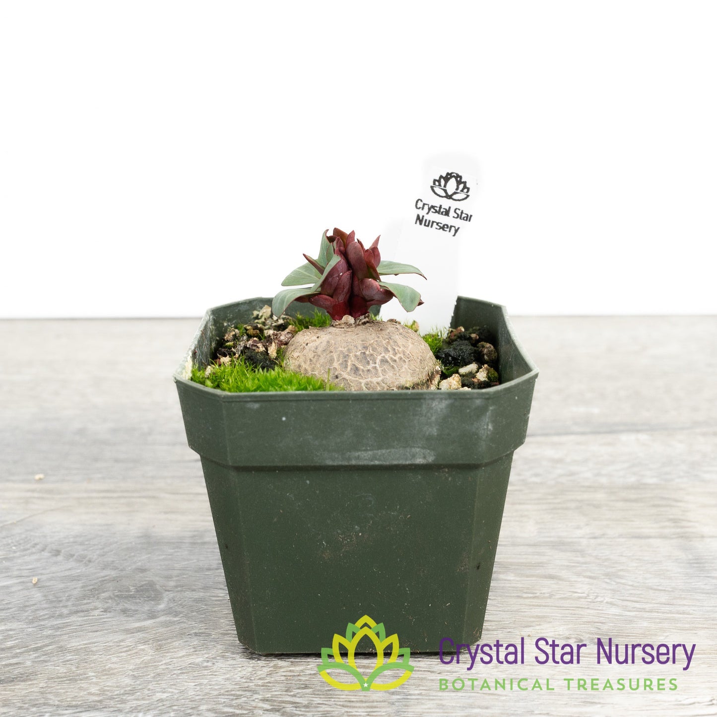 Euphorbia pekinensis Rupr.