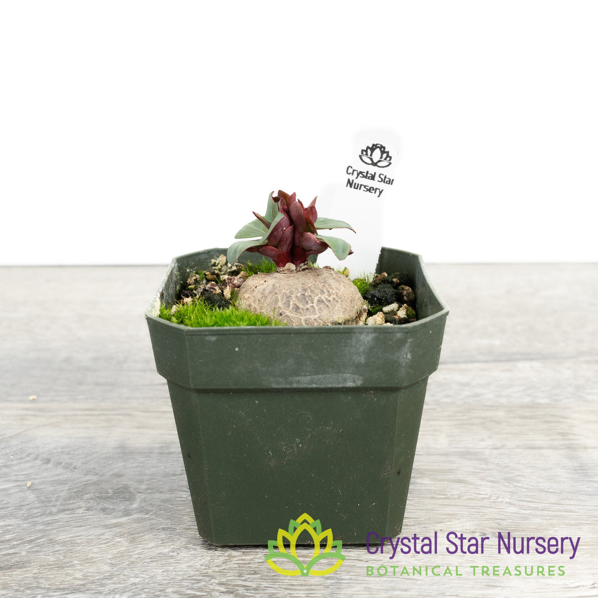 Euphorbia pekinensis Rupr.