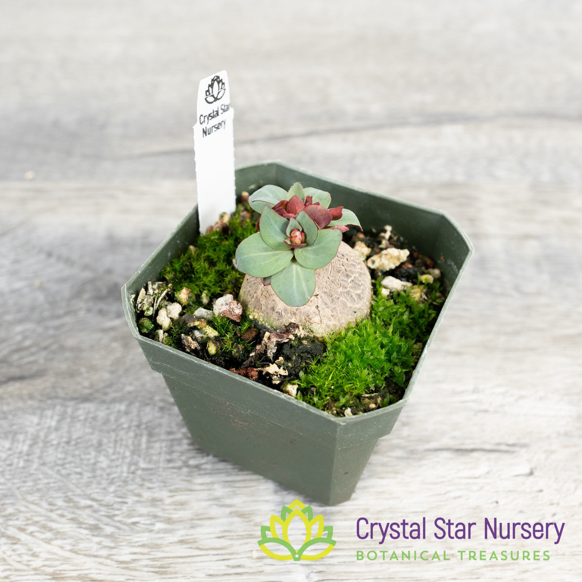 Euphorbia pekinensis Rupr.