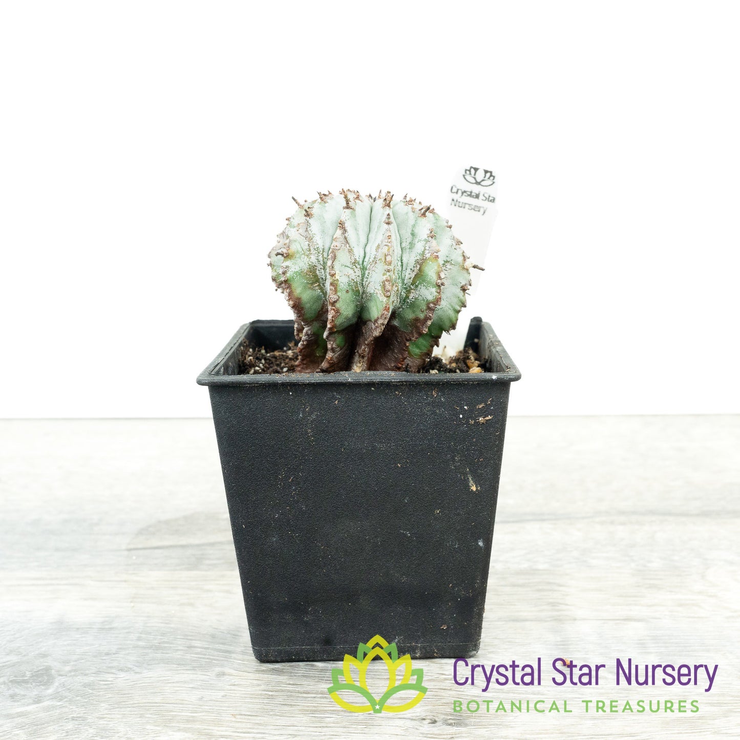 Euphorbia polygona var. nivea 'Snowflake'
