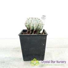 Euphorbia polygona var. nivea 'Snowflake'