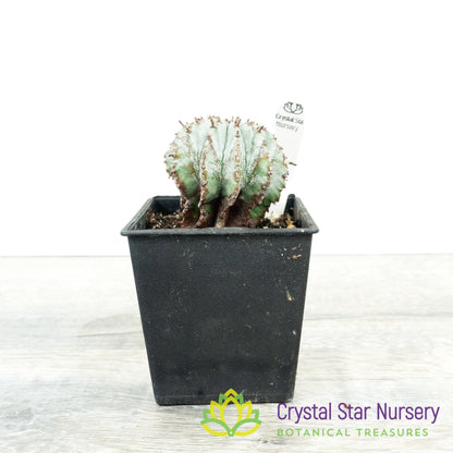 Euphorbia polygona var. nivea 'Snowflake'