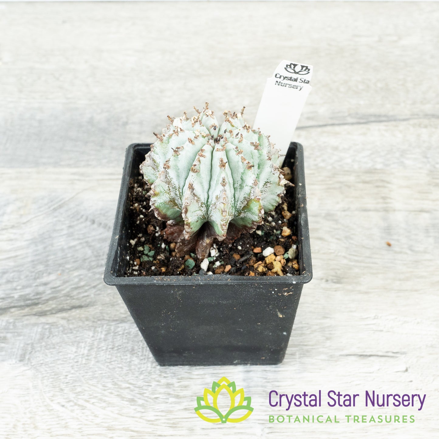 Euphorbia polygona var. nivea 'Snowflake'