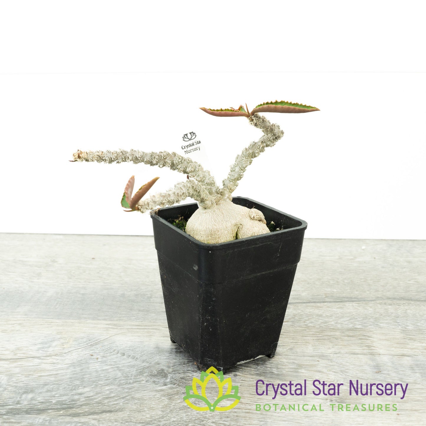 Euphorbia suzannae-marnierae