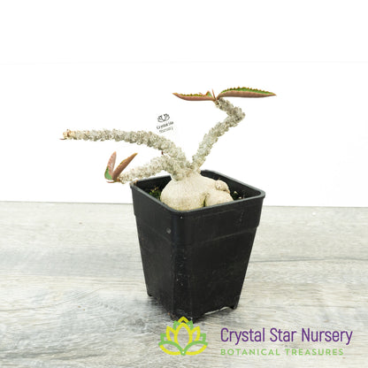 Euphorbia suzannae-marnierae