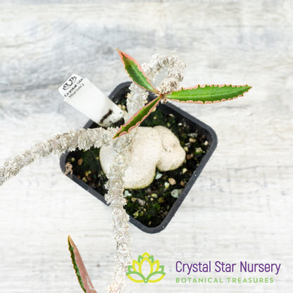 Euphorbia suzannae-marnierae
