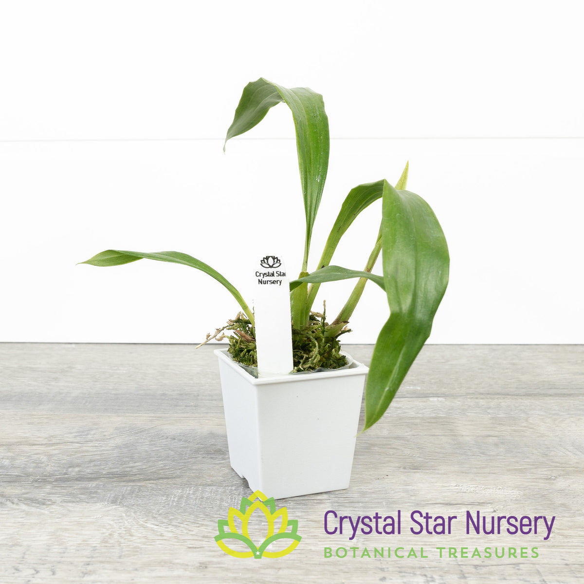 Zygonisia Cynosure 'Blue Birds' (H017)