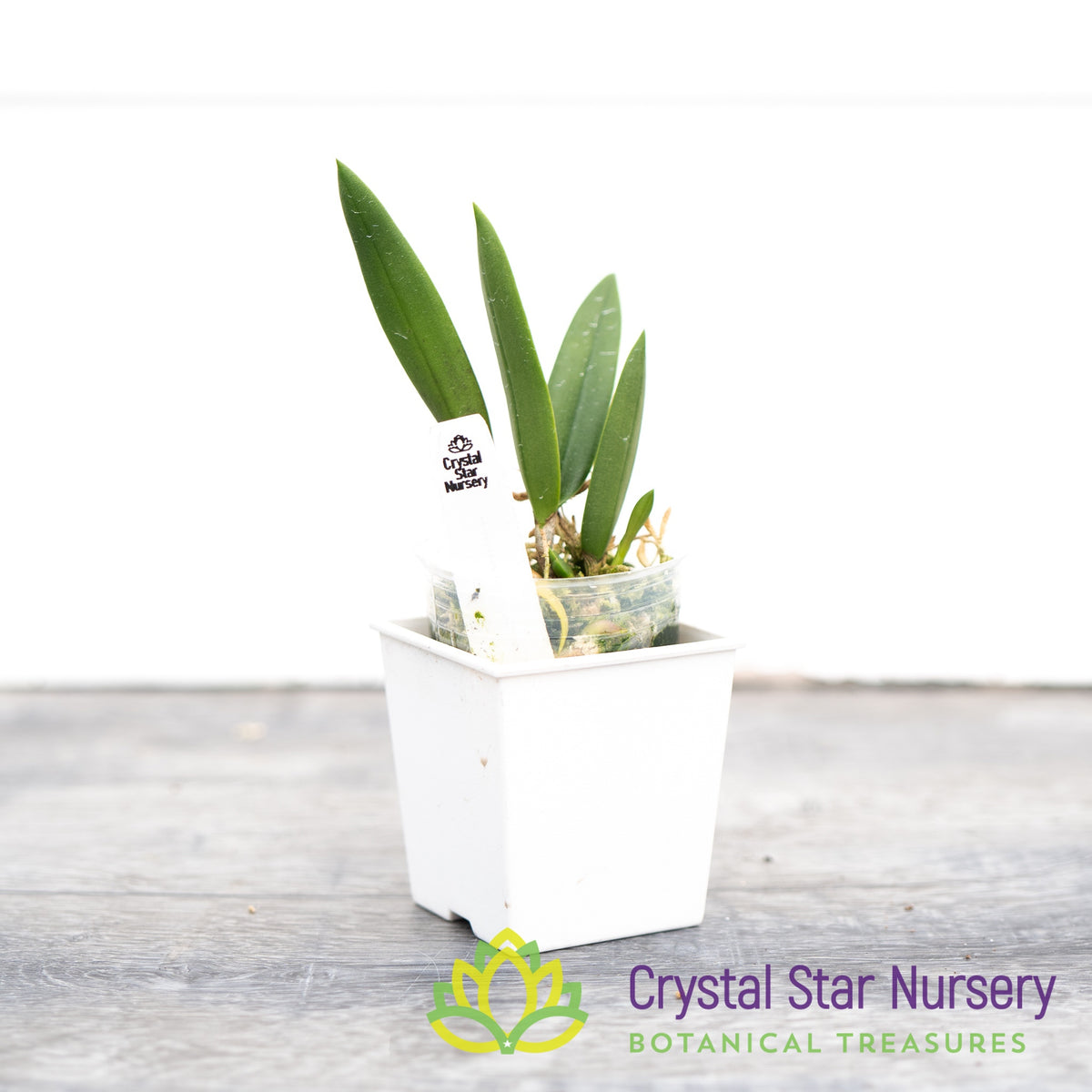 Laelia Harmill &#39;Orange Glow&#39; x Brassavola Nodosa &#39;24088&#39; (6223)