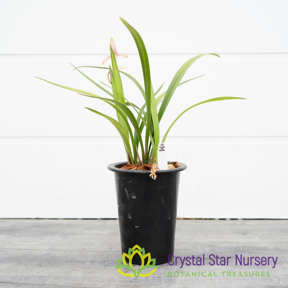 Cymbidium ensifolium &#39;千霞冠&#39; (#4)