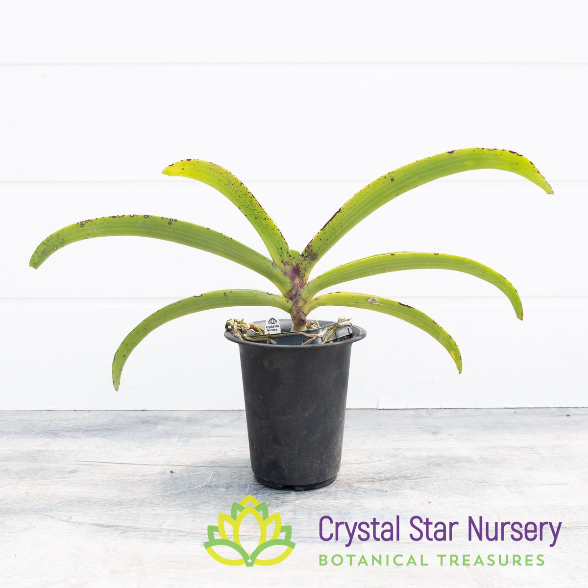 Rhynchostylis Gigantea Seedling (Red or Spot) (D1)
