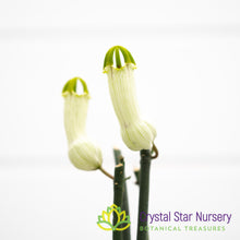 Ceropegia ampliata