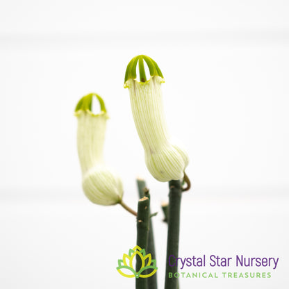 Ceropegia ampliata