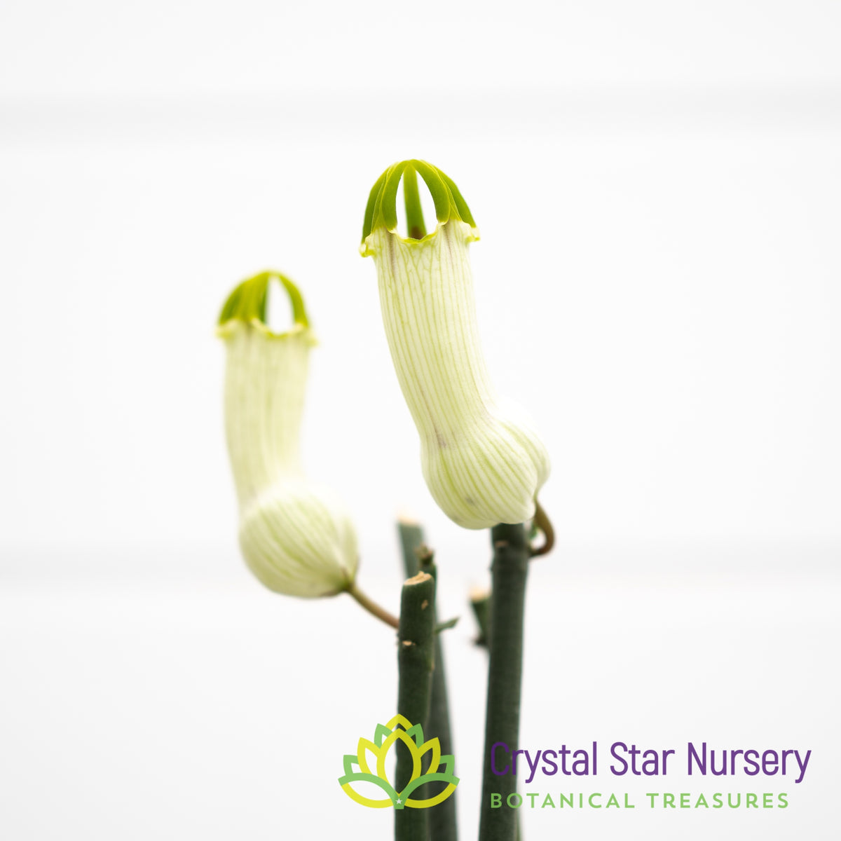 Ceropegia Ampliata