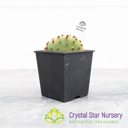Opuntia Rufida