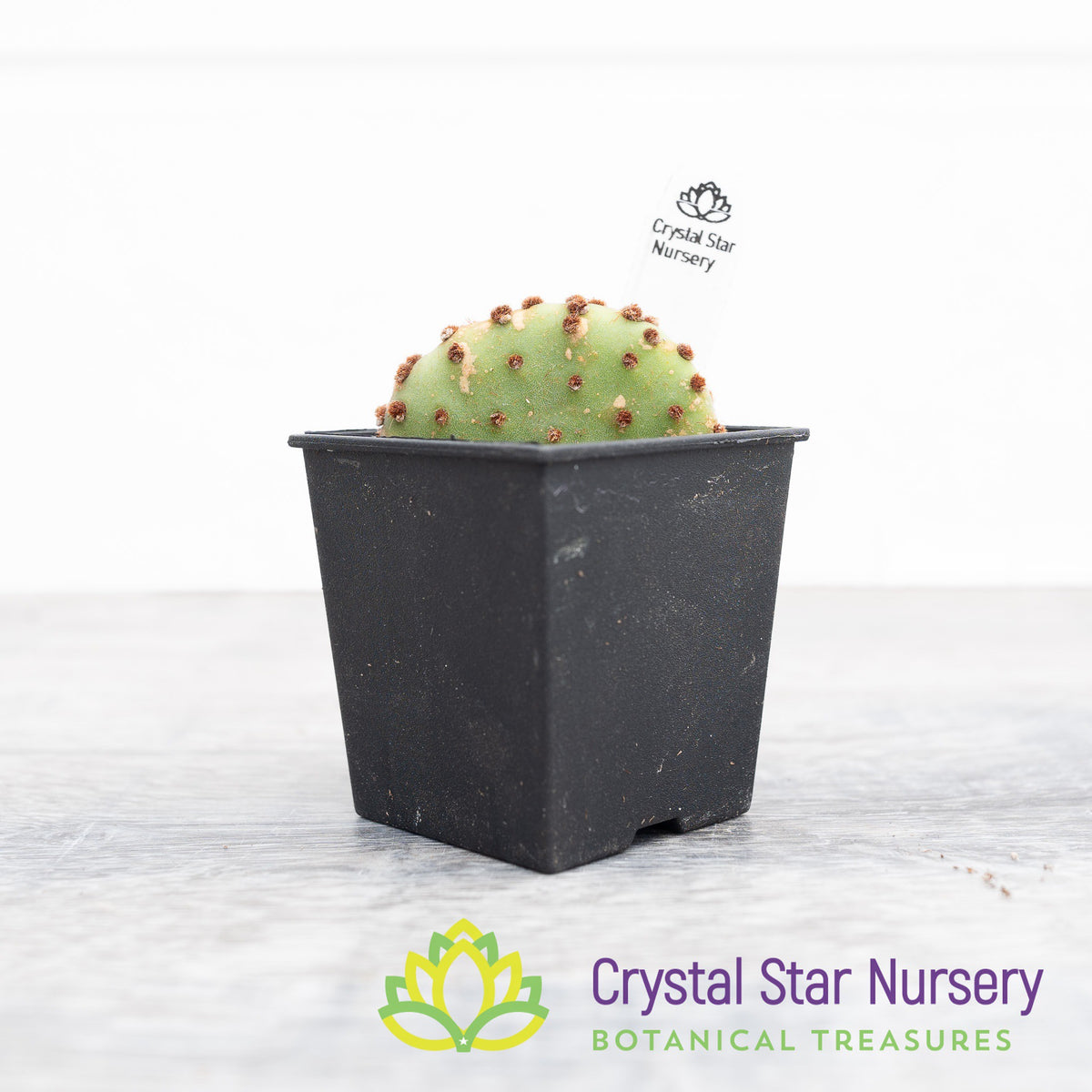 Opuntia Rufida