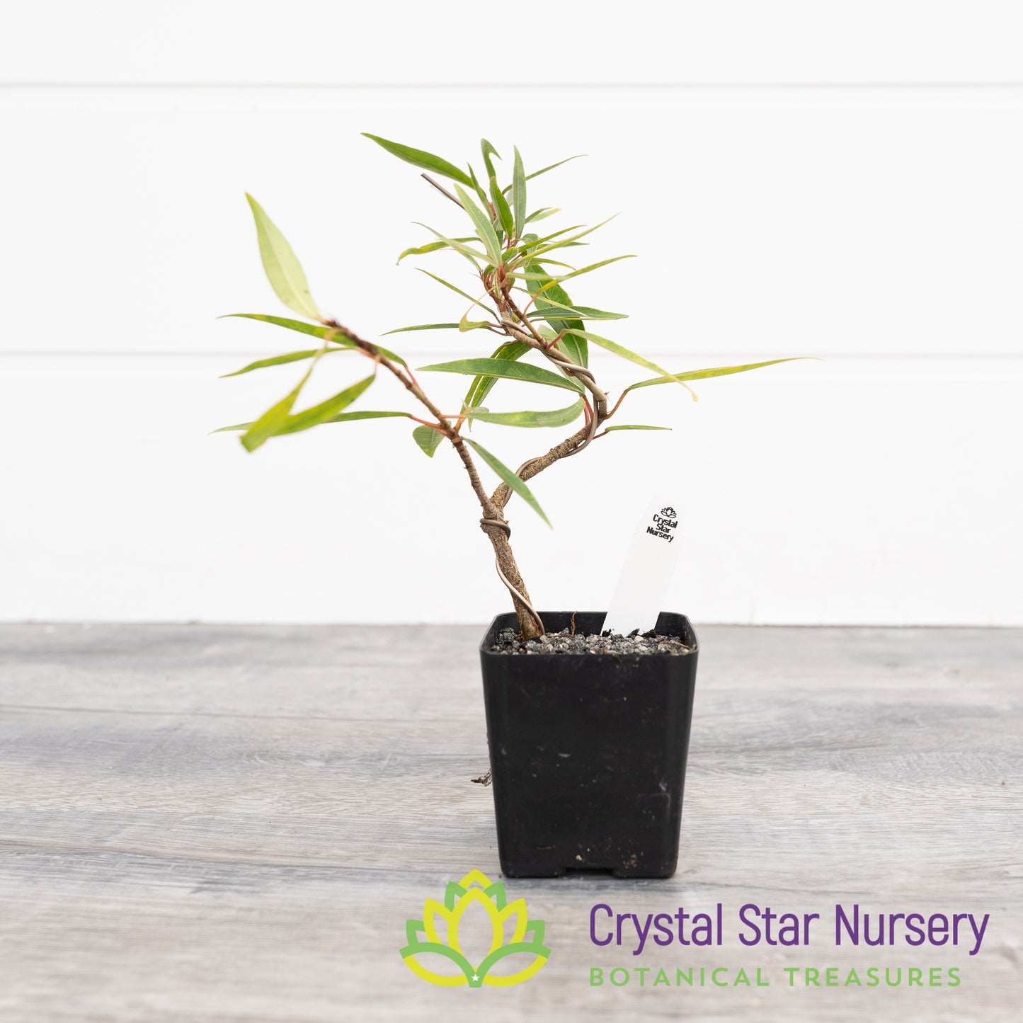 Ficus nerifolia (Narrow Leaf) Pre-Bonsai