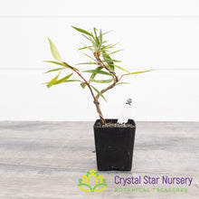 Ficus nerifolia (Narrow Leaf) Pre-Bonsai