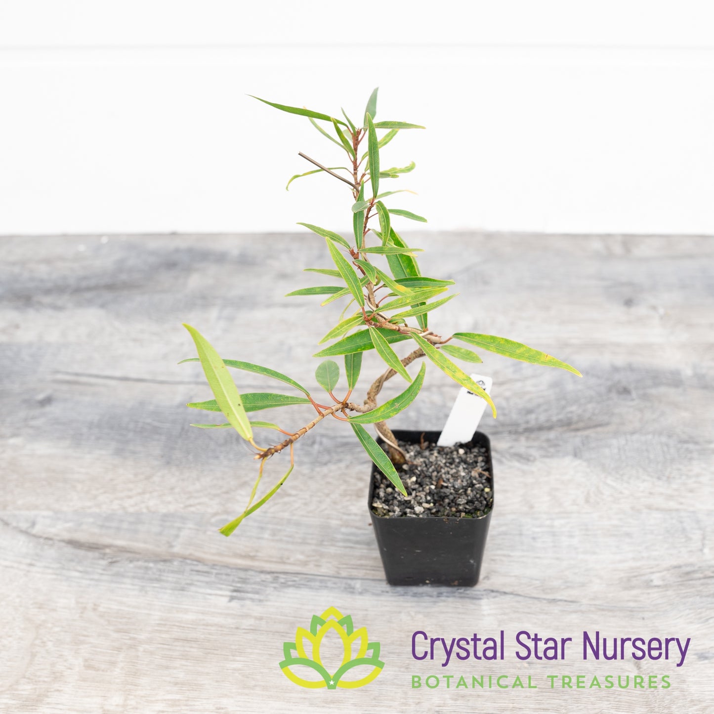 Ficus nerifolia (Narrow Leaf) Pre-Bonsai