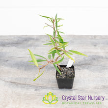 Ficus nerifolia (Narrow Leaf) Pre-Bonsai