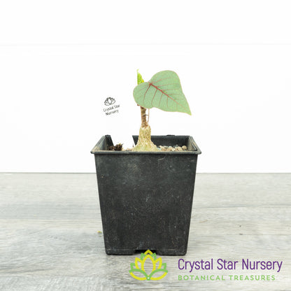 Ficus Petiolaris