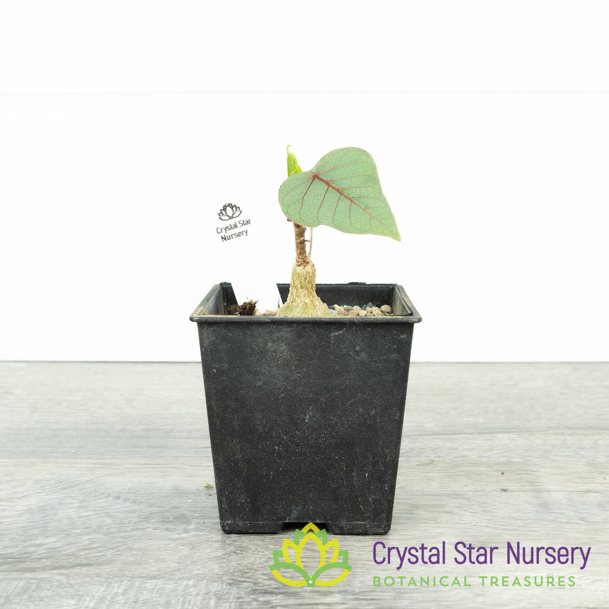 Ficus Petiolaris