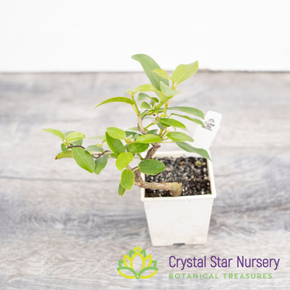 Ficus pretoria burtt davyi Pre-Bonsai