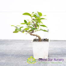 Ficus pretoria burtt davyi Pre-Bonsai