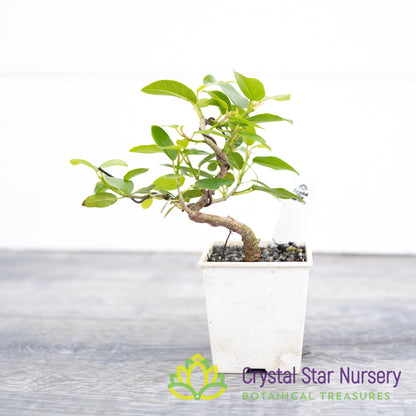 Ficus pretoria burtt davyi Pre-Bonsai