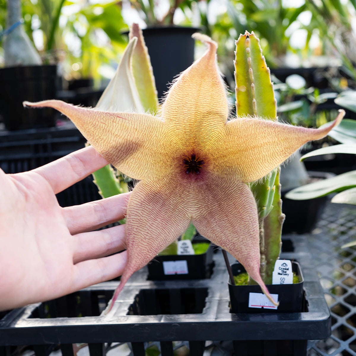 Crystal Star Nursery