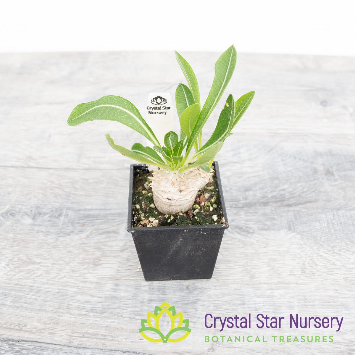 Pachypodium Densicaule