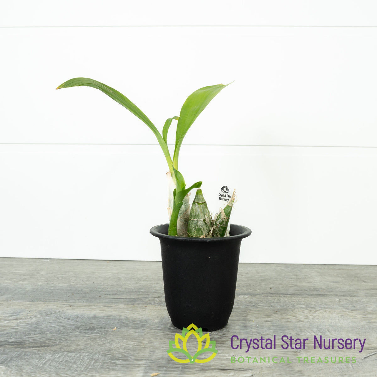 Fredclarkeara After Dark 'Black Pearl'