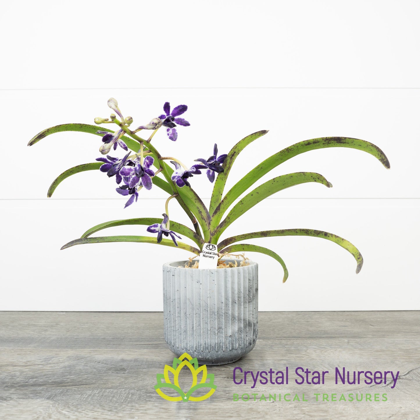 Vandachostylis Pinky 'Violet Queen' AM/AOS