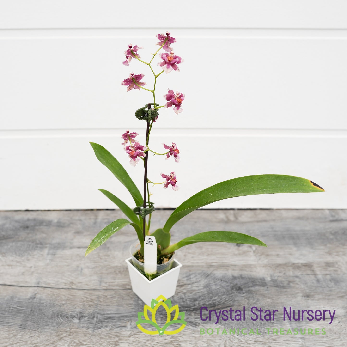 Oncidium Jairak Fragrance 'Chocolate' (ONC-03)