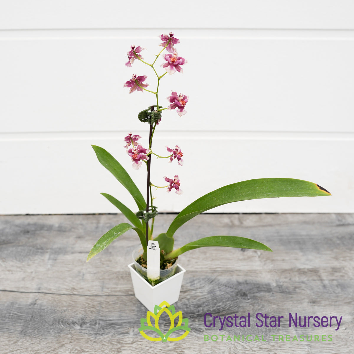 Oncidium Jairak Fragrance &#39;Chocolate&#39; (ONC-03)