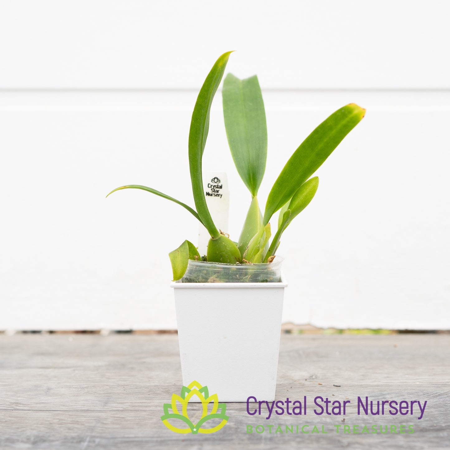 Oncidium Sharry Baby ‘Sweet Fragrance’ AM/AOS (H962/H009)