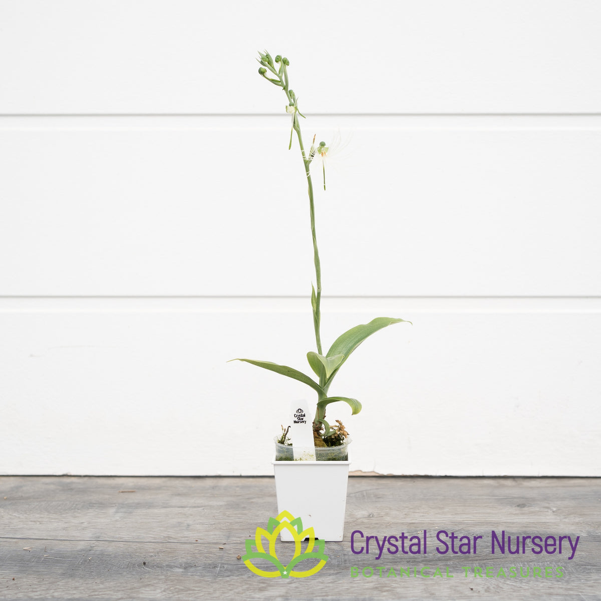 Habenaria Medusa
